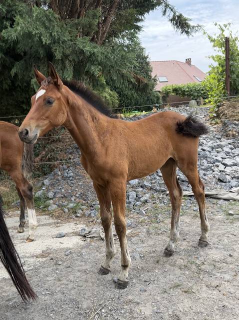 Pouliche ( consul dl vie x lauterbach)
