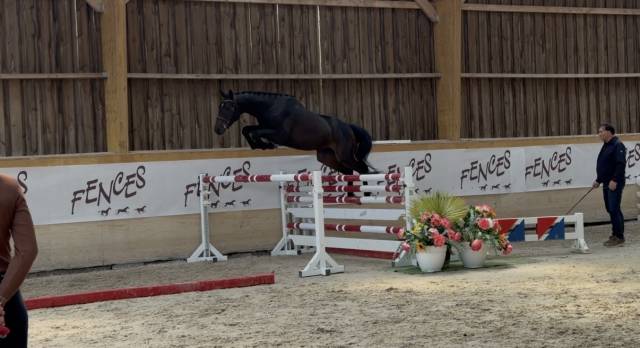 Hongre 3 ans argento x sandro boy