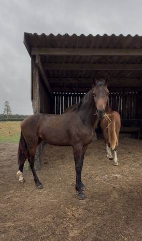 Hongre 1 an contendro x lauterbach