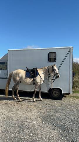 Cheval hongre lusitanien gris 11ans 1m60 rando/dressage