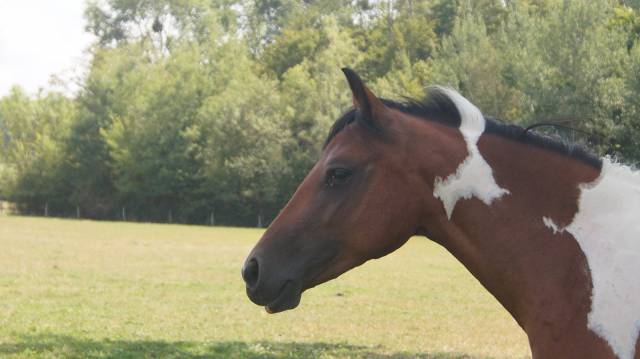 Pouliche wpb 2,5 ans