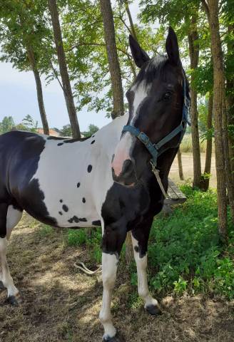 Dp ou tp sur jument paint horse