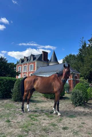 Top hongre pour cso et dressage