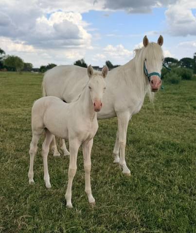 Magnifique pouliche pre à vendre