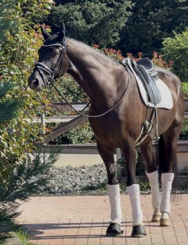 Hongre kwpn cheval de sport néerlandais a vendre 2020 bai brun par ebony