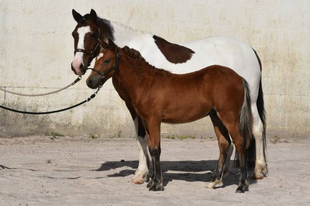 Poulain pfs taille grand b