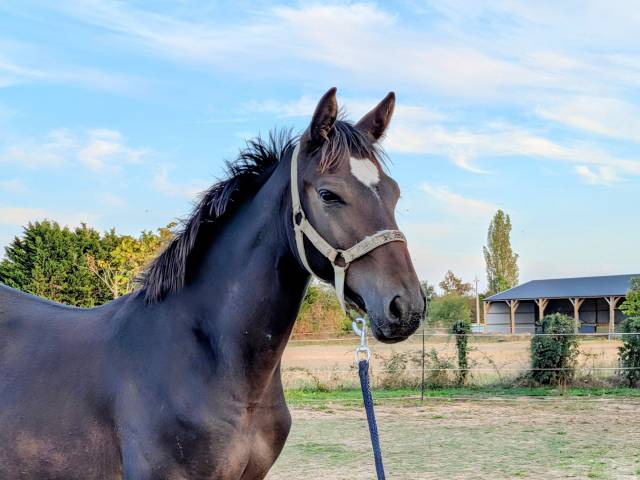 Chic poulain par up to you