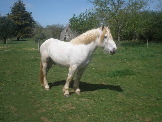 Jeune cheval boulonnais