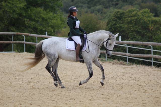 Jument pour loisirs sportif