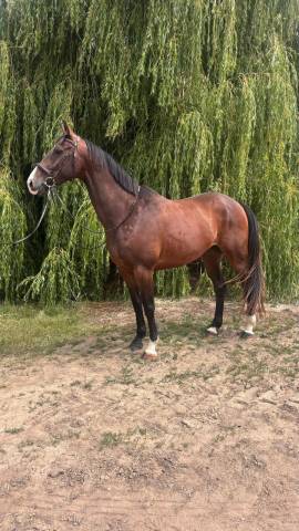 Hongre 7 ans par qlassic bois margot