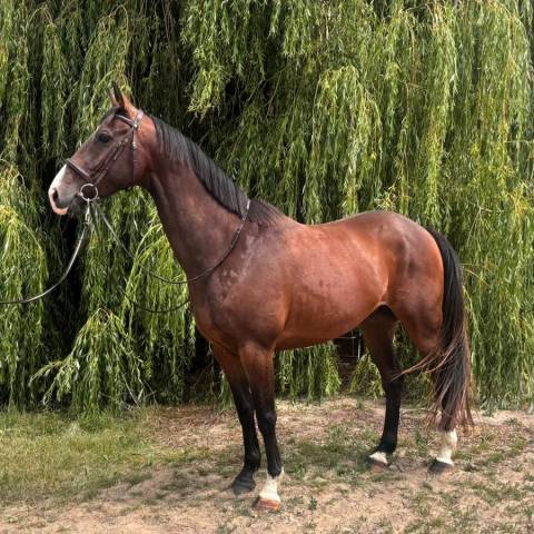 Hongre 7 ans par qlassic bois margot