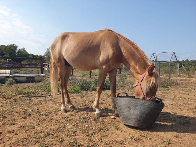 Vends poney de 16 mois