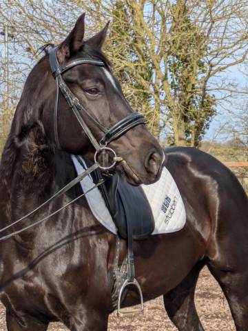 Jument d'école (dressage)