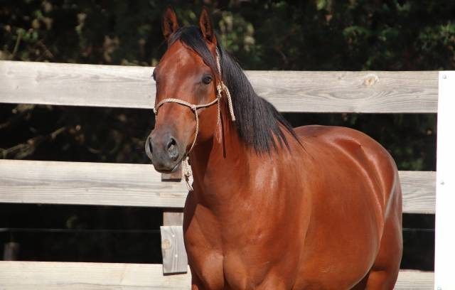 Hongre quarter horse fondation 5 ans 