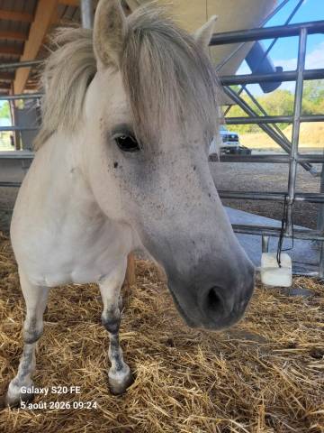 Ponette shetland