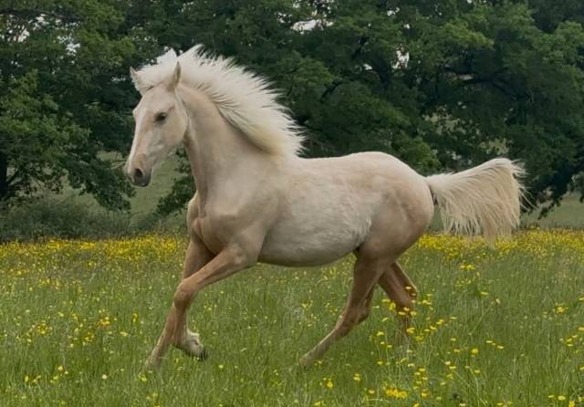 Hongre pfs palomino