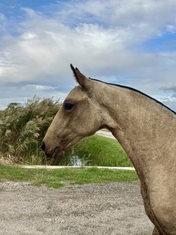 Pouliche — lusitano 