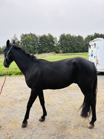 Vend cheval de course 