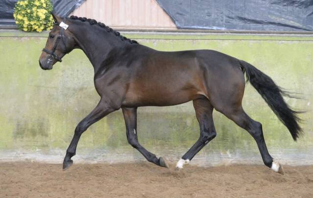  dexter de saint val -selle français - 13 ans