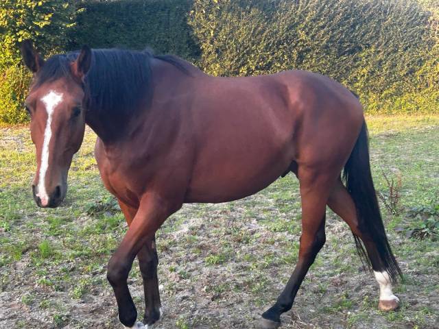 Hongre selle français, 3 ans / débourré