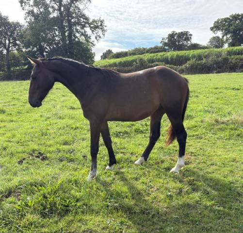 Hongre de 2 ans à vendre