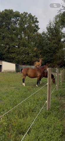 Belle poulinière 11 ans selle francais