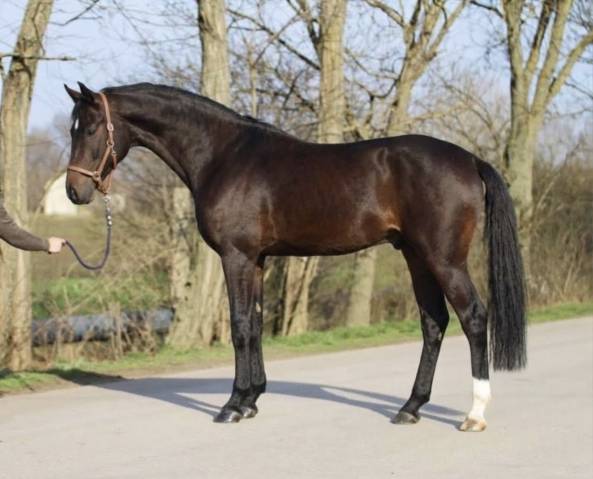3 years old stallion by zinelord vdl x kannan