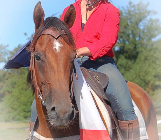 La méthode équine impériale vous présente les chevaux..