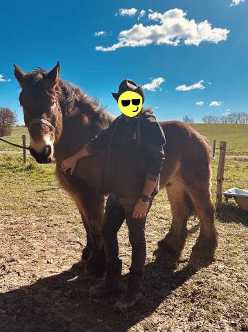 Hongre trait ardennais idéal balade 
