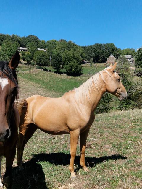 Hongre aes 2024 palomino 