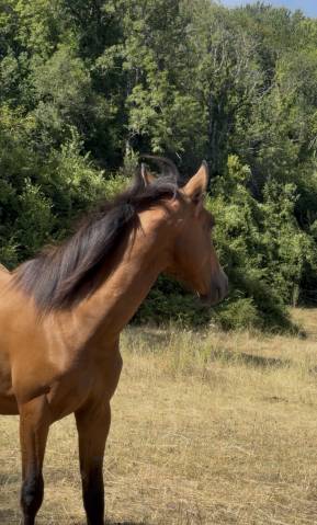 Poulain royal belgian palomino 