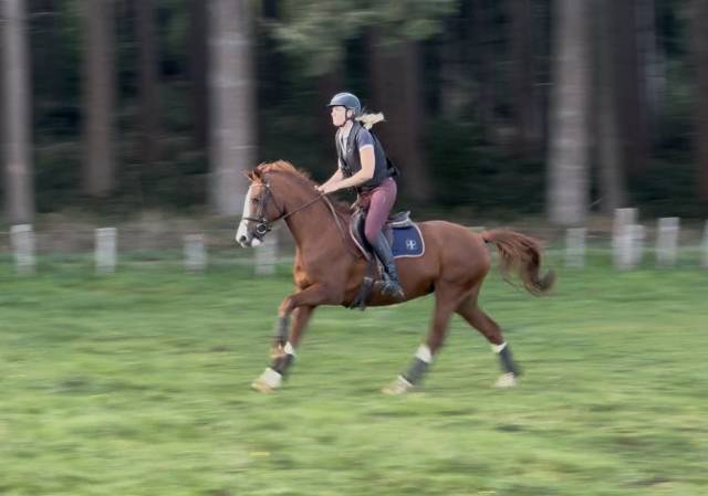 Superbe jument prometteuse en cso et cce  