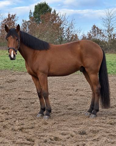 Obequito de massas – hongre de 8 ans