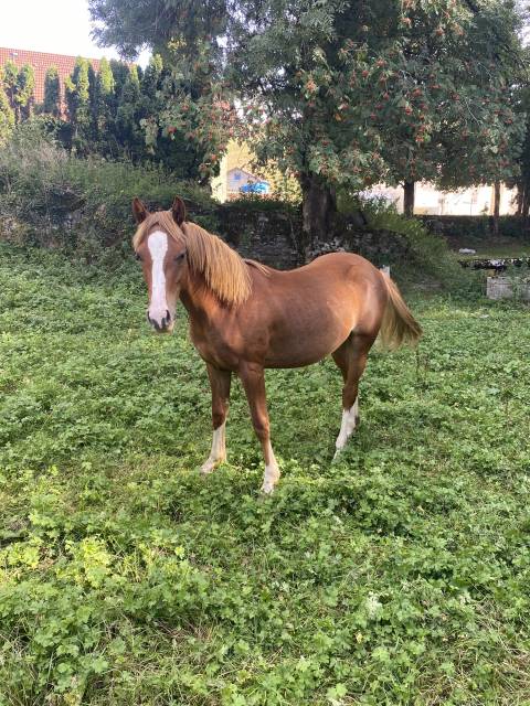 Poulain psf piment