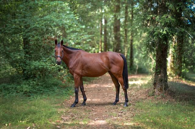 Hongre de 6 ans polyvalent