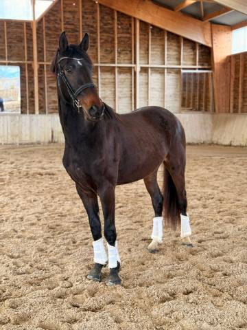 Hongre - kwpn - 3 ans - dressage - france