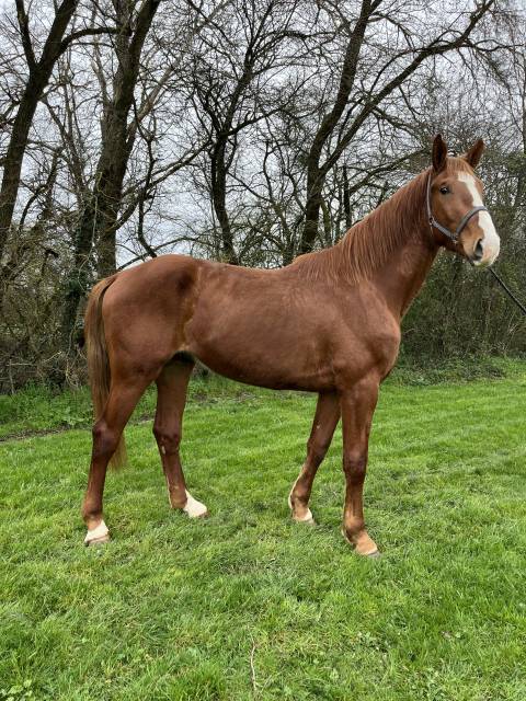 Cheval de sport 