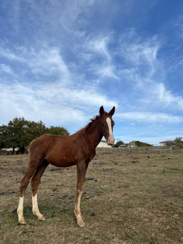 Foal candy de nantuel x quick star