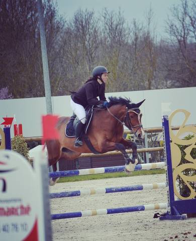 Cheval hongre 8 ans