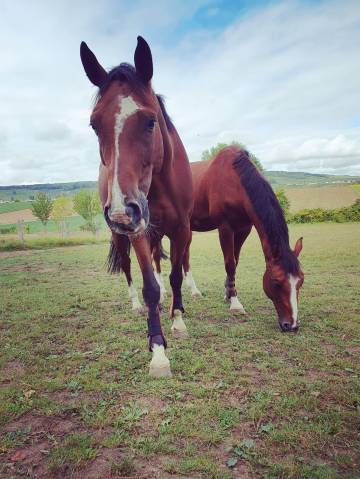 Cheval hongre 8 ans