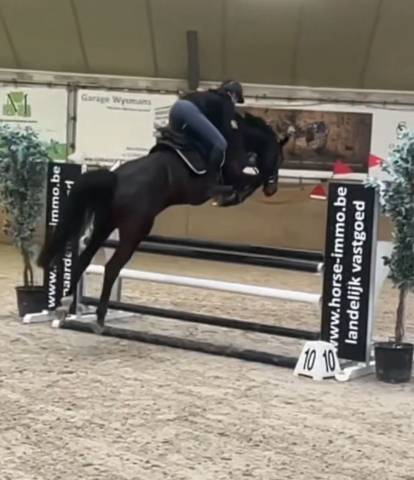 Très brave jument de 7 ans pour amateur