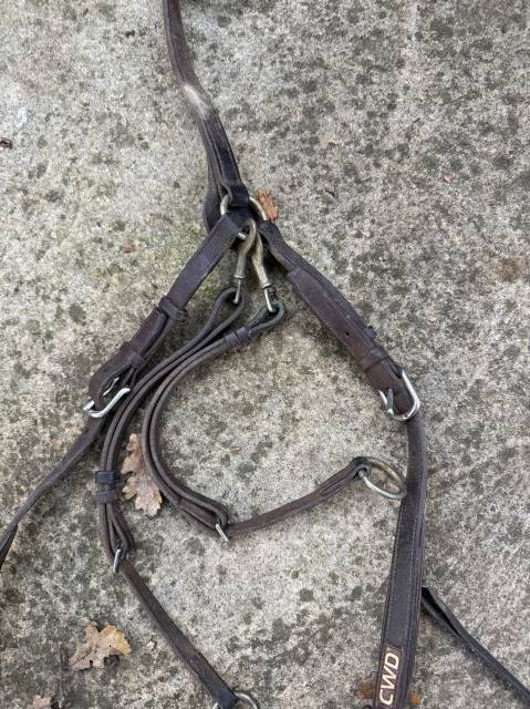 Collier de chasse + martingale CWD