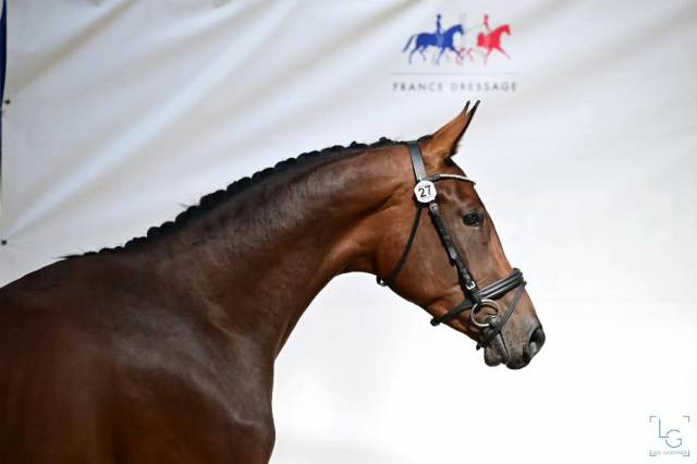 Hongre selle français 2022 dressage 