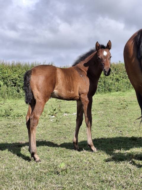 Foal femelle 2026 pfs dressage