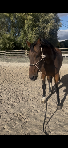 Cheval de 8 ans 