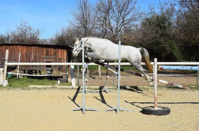 Ponette pfs 13 ans poulinière