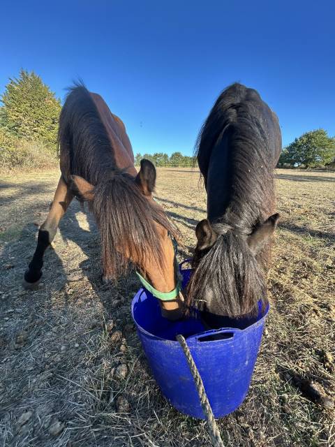 Deux poneys pp pottok