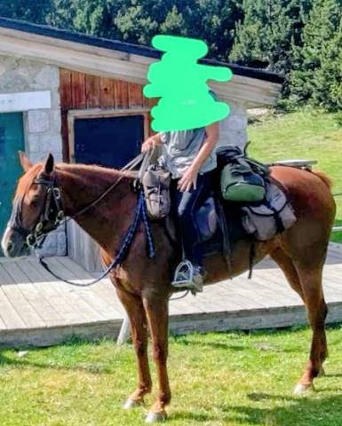Super cheval de randonnée et loisirs 