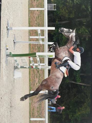 Hongre experience 135/140 cm