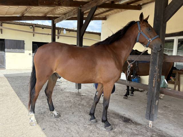 Poney d 4ans